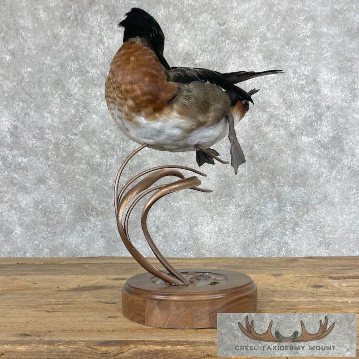 Wood Duck Cross Taxidermy Bird Mount For Sale - Image 5