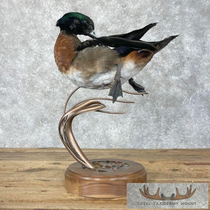 Wood Duck Cross Taxidermy Bird Mount For Sale - Image 6