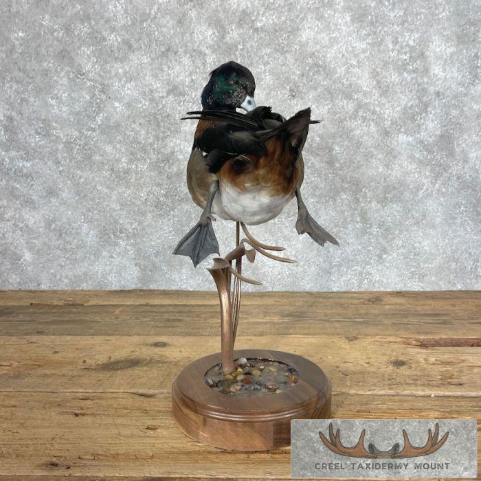 Wood Duck Cross Taxidermy Bird Mount For Sale - Image 7