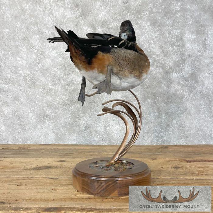 Wood Duck Cross Taxidermy Bird Mount For Sale - Image 8