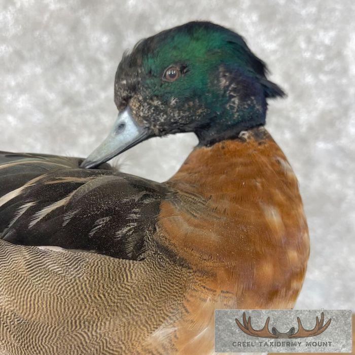 Wood Duck Cross Taxidermy Bird Mount For Sale - Image 9