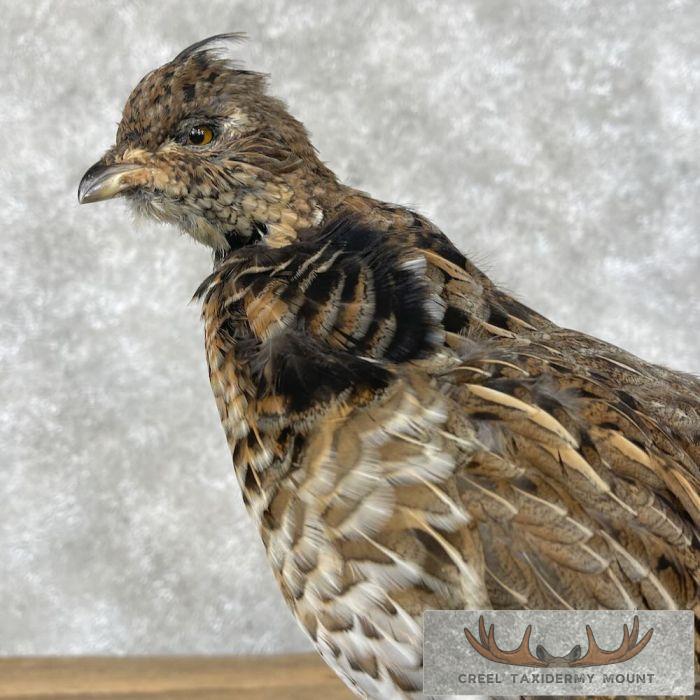 Ruffed Grouse Taxidermy Bird Mount For Sale - Image 2