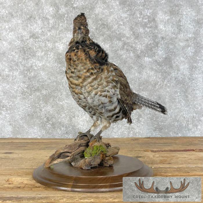 Ruffed Grouse Taxidermy Bird Mount For Sale - Image 3
