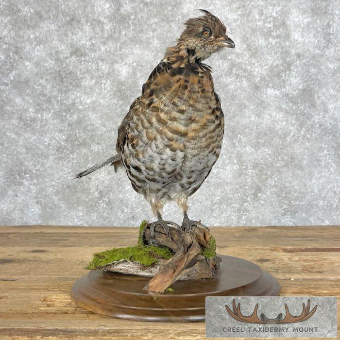 Ruffed Grouse Taxidermy Bird Mount For Sale - Image 4
