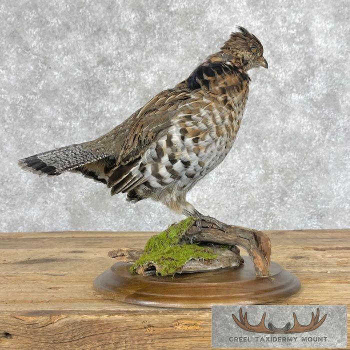 Ruffed Grouse Taxidermy Bird Mount For Sale - Image 5
