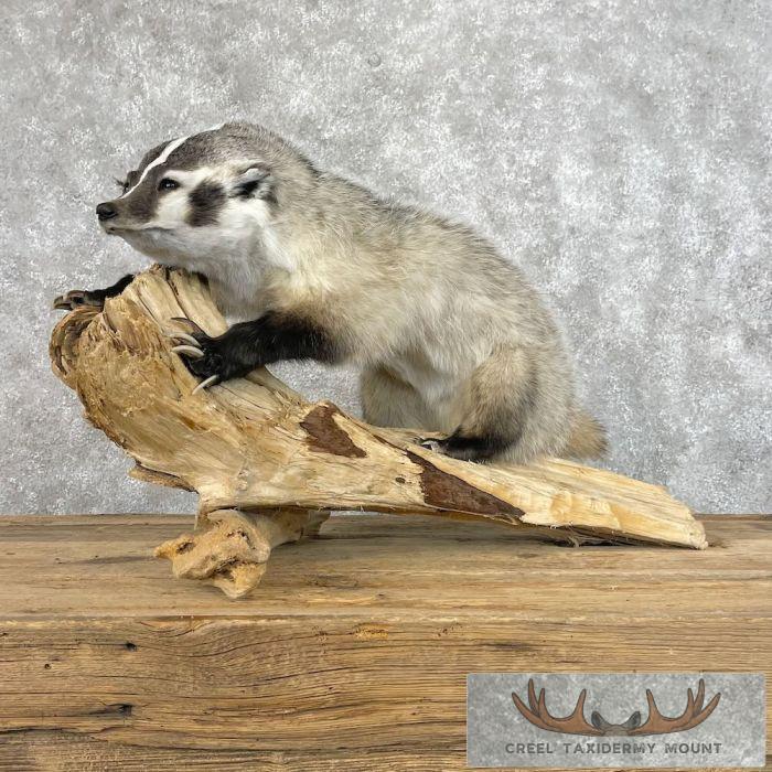 Badger Rug Mount American Badger Life-Size Taxidermy Mount For Sale - Creel Taxidermy