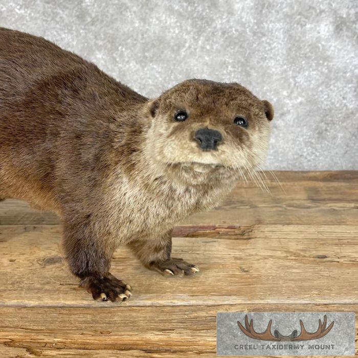 River Otter Life-Size Taxidermy Mount For Sale - Image 2