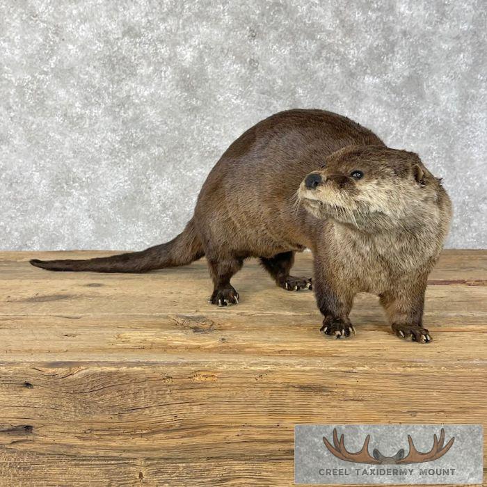 River Otter Life-Size Taxidermy Mount For Sale - Image 3