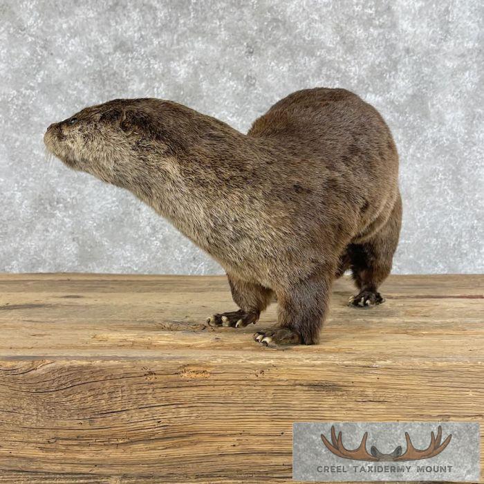River Otter Life-Size Taxidermy Mount For Sale - Image 4