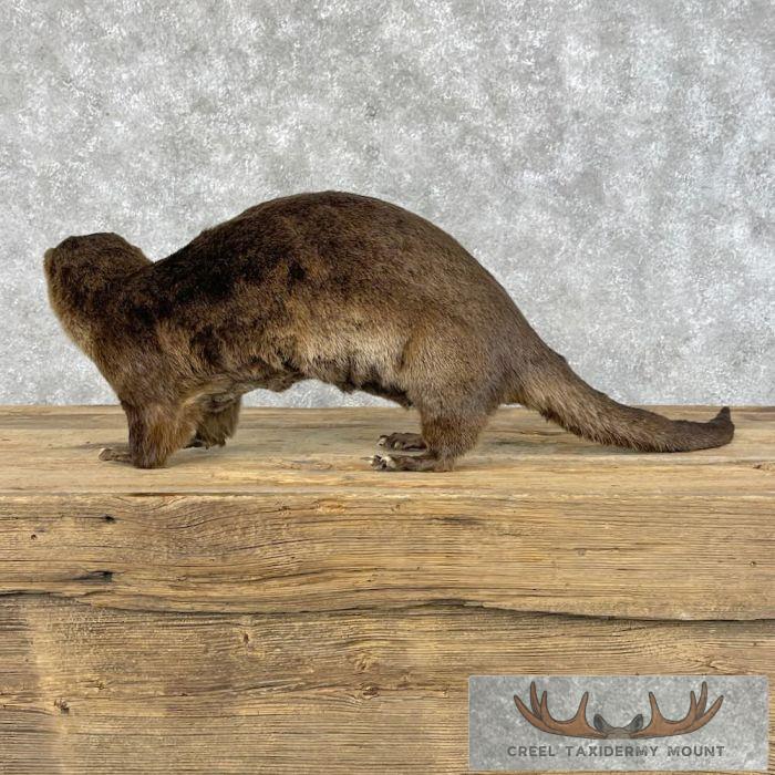 River Otter Life-Size Taxidermy Mount For Sale - Image 5