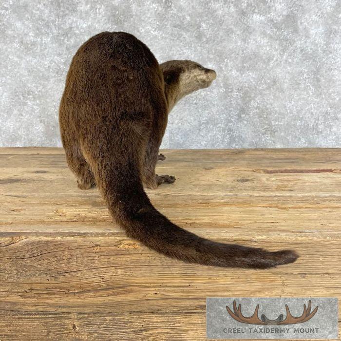 River Otter Life-Size Taxidermy Mount For Sale - Image 6