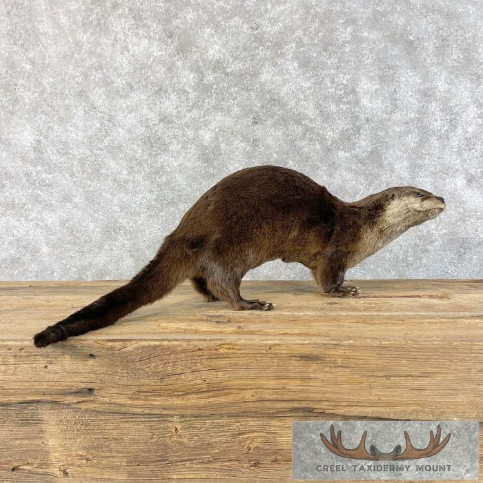 River Otter Life-Size Taxidermy Mount For Sale - Image 7