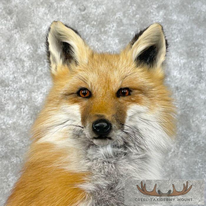 Red Fox Pedestal Taxidermy Mount For Sale - Image 2
