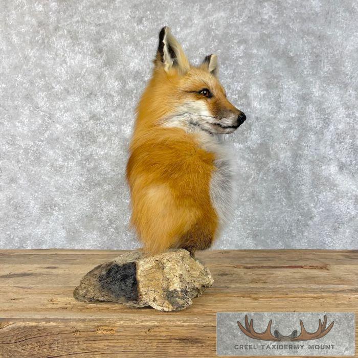 Red Fox Pedestal Taxidermy Mount For Sale - Image 3