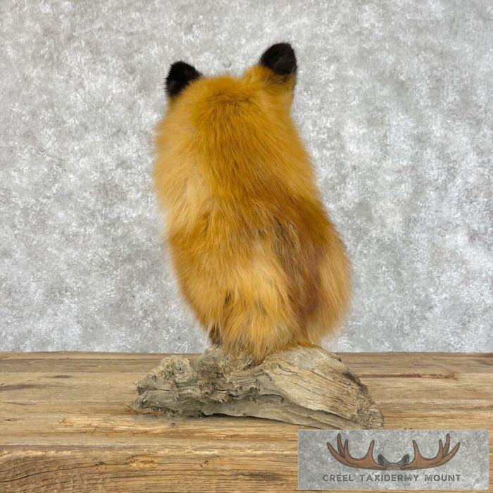 Red Fox Pedestal Taxidermy Mount For Sale - Image 4
