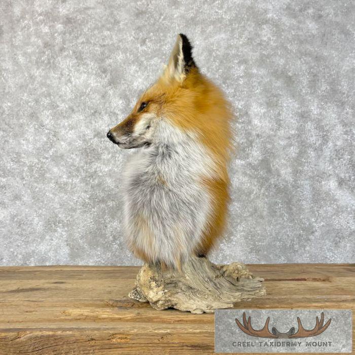 Red Fox Pedestal Taxidermy Mount For Sale - Image 5