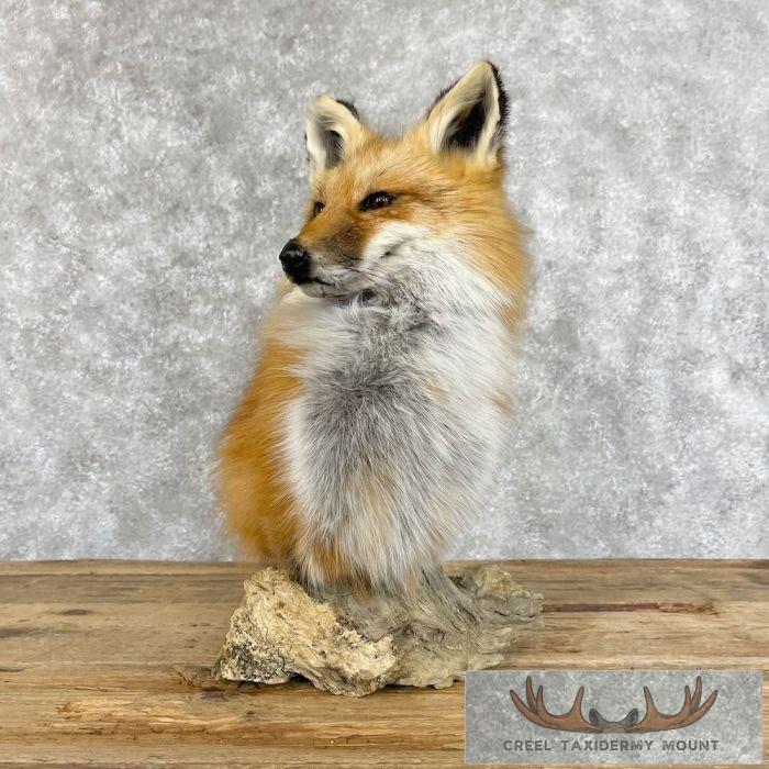 Red Fox Pedestal Taxidermy Mount For Sale - Image 6