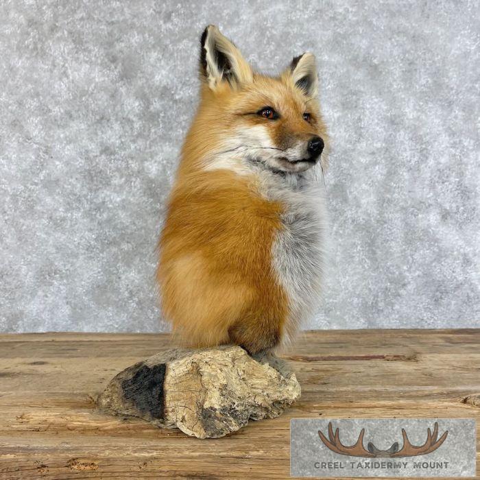 Red Fox Pedestal Taxidermy Mount For Sale - Image 7