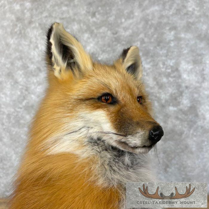 Red Fox Pedestal Taxidermy Mount For Sale - Image 8