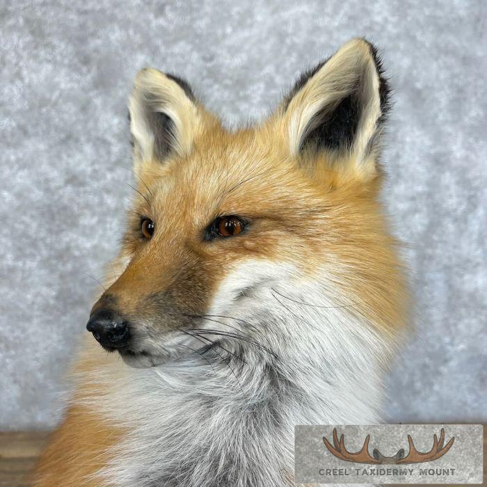 Red Fox Pedestal Taxidermy Mount For Sale - Image 9
