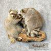 Wall-Hanging Raccoon Pair Taxidermy Mount For Sale - Image 2