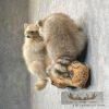 Wall-Hanging Raccoon Pair Taxidermy Mount For Sale - Image 3