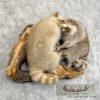 Wall-Hanging Raccoon Pair Taxidermy Mount For Sale - Image 4