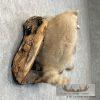 Wall-Hanging Raccoon Pair Taxidermy Mount For Sale - Image 5