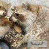 Wall-Hanging Raccoon Pair Taxidermy Mount For Sale - Image 6