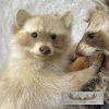 Wall-Hanging Raccoon Pair Taxidermy Mount For Sale - Image 7