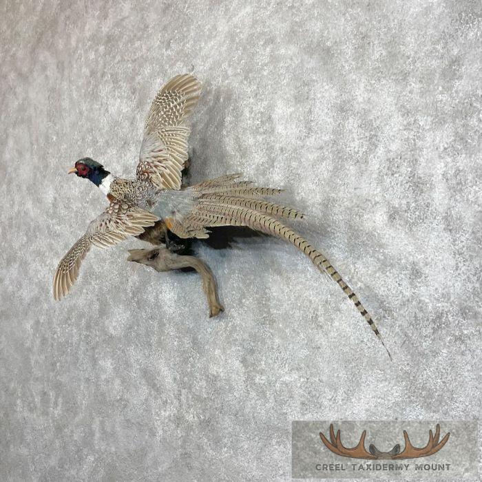 Ringneck Pheasant Taxidermy Bird Mount For Sale - Image 2