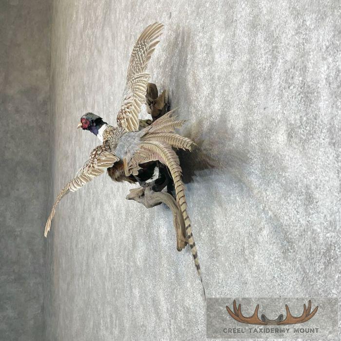 Ringneck Pheasant Taxidermy Bird Mount For Sale - Image 3