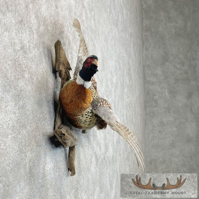 Ringneck Pheasant Taxidermy Bird Mount For Sale - Image 5