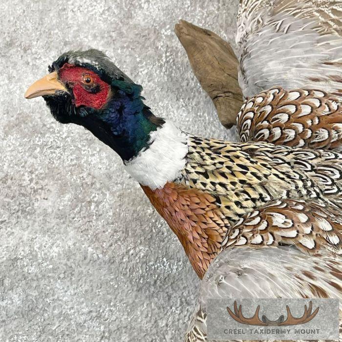 Ringneck Pheasant Taxidermy Bird Mount For Sale - Image 6