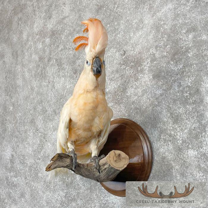 Salmon-Crested Cockatoo Taxidermy Bird Mount for Sale - Image 2