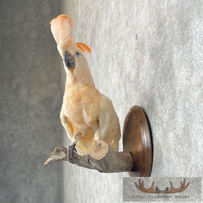 Salmon-Crested Cockatoo Taxidermy Bird Mount for Sale - Image 3