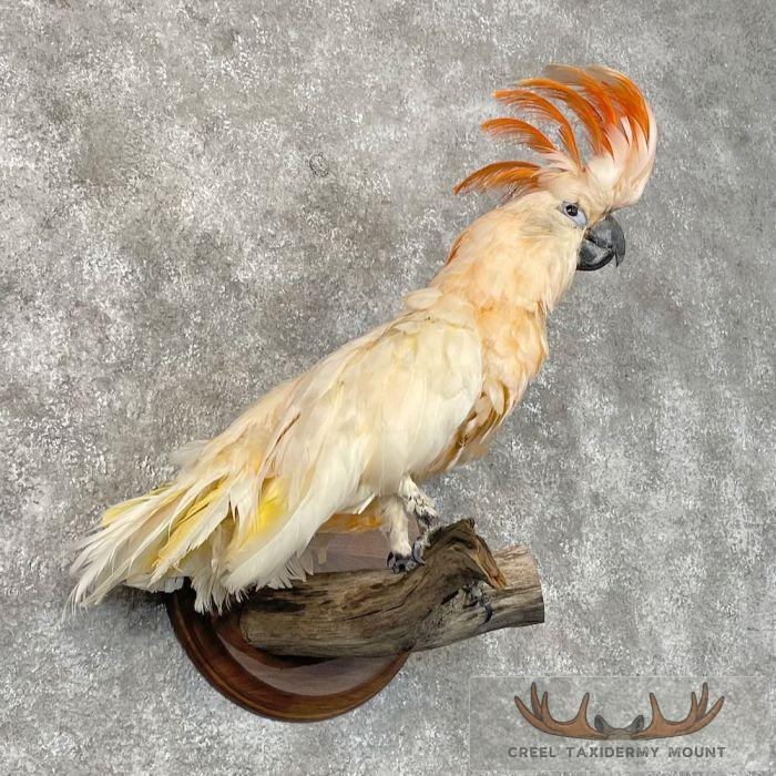 Salmon-Crested Cockatoo Taxidermy Bird Mount for Sale - Image 4