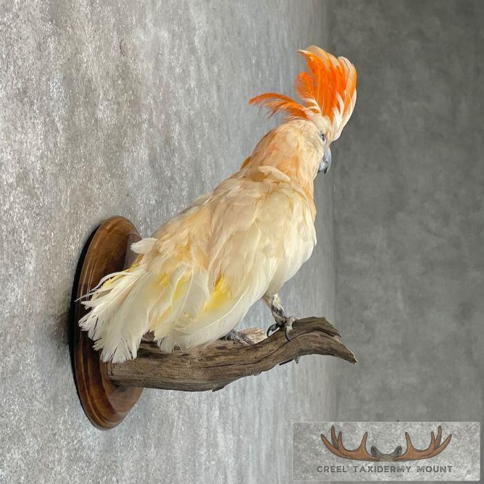 Salmon-Crested Cockatoo Taxidermy Bird Mount for Sale - Image 5