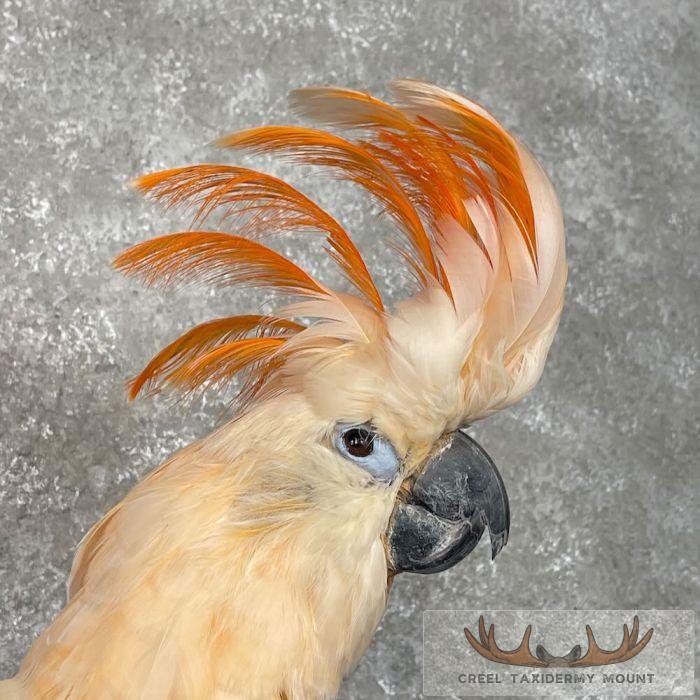 Salmon-Crested Cockatoo Taxidermy Bird Mount for Sale - Image 6