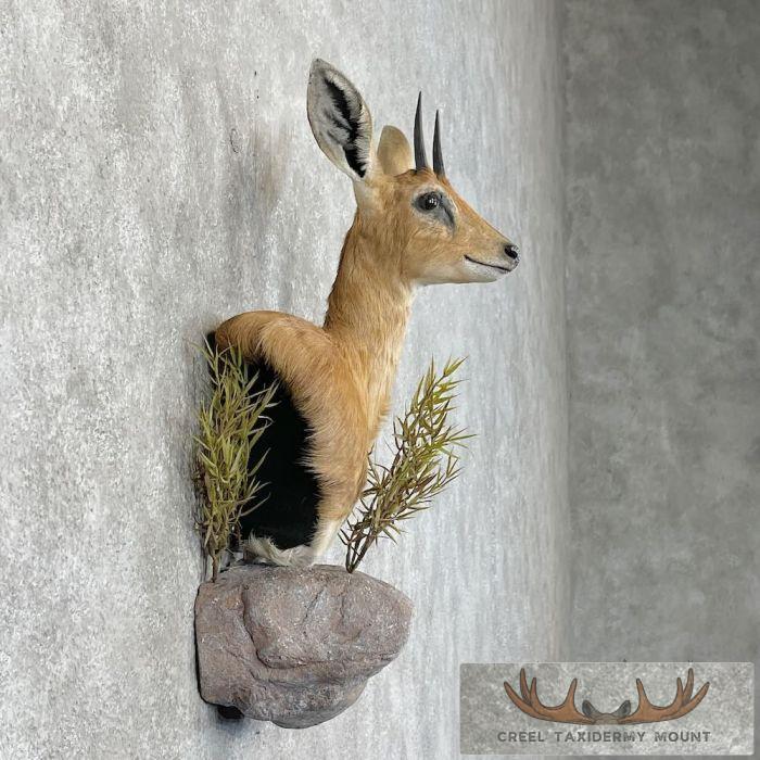 Steinbok Taxidermy Shoulder Mount For Sale - Image 5