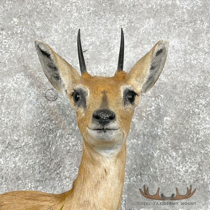 Steinbok Taxidermy Shoulder Mount For Sale - Image 6
