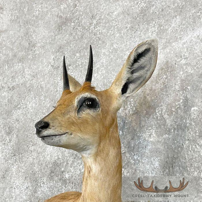 Steinbok Taxidermy Shoulder Mount For Sale - Image 7