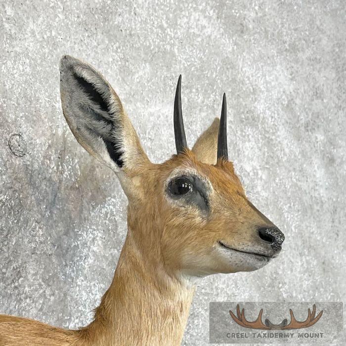 Steinbok Taxidermy Shoulder Mount For Sale - Image 8