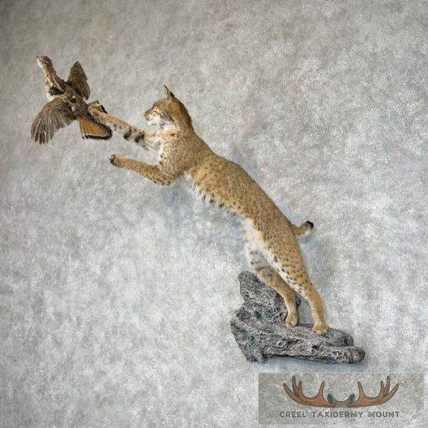 Bobcat Life-Size Taxidermy Mount For Sale - Image 2