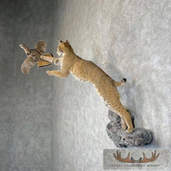Bobcat Life-Size Taxidermy Mount For Sale - Image 3