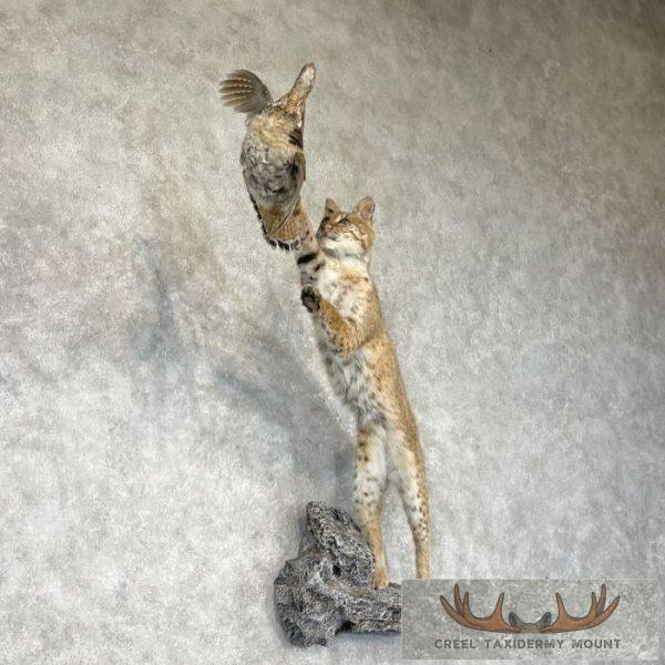Bobcat Life-Size Taxidermy Mount For Sale - Image 4