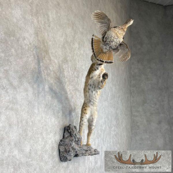 Bobcat Life-Size Taxidermy Mount For Sale - Image 5