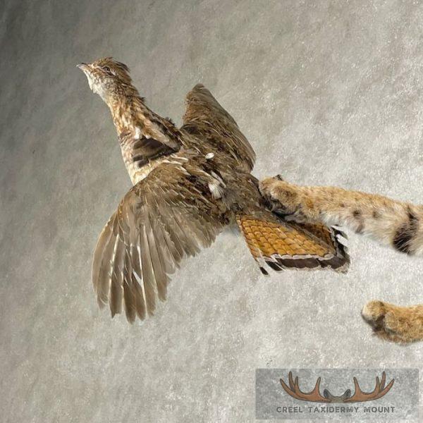 Bobcat Life-Size Taxidermy Mount For Sale - Image 6