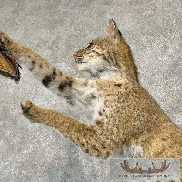 Bobcat Life-Size Taxidermy Mount For Sale - Image 7