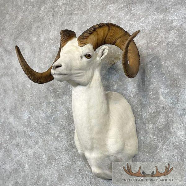 Dall Sheep Ram Taxidermy Shoulder Mount For Sale - Image 2